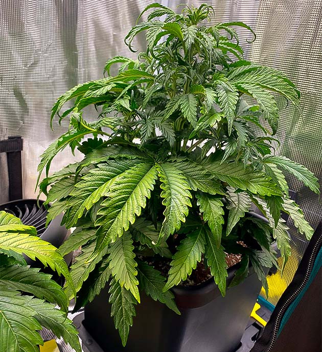 Растение со скрученными листьями на верхушке