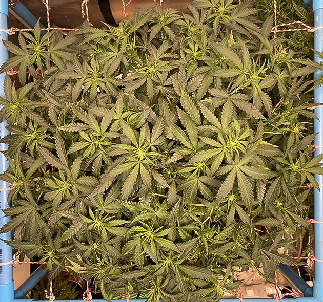 Конец 7 недели выращивания Формирование первых бутонов