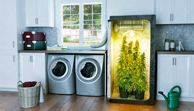 Культивирование в гроубоксе Выращивание в гроубоксе