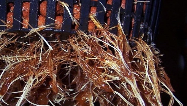 Причины появления корневой гнили Корневая гниль у конопли