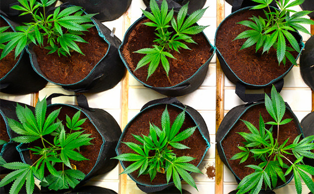 Выращивание марихуаны методом SoG