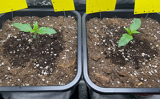 Борьба с вредителями на стадии вегетации