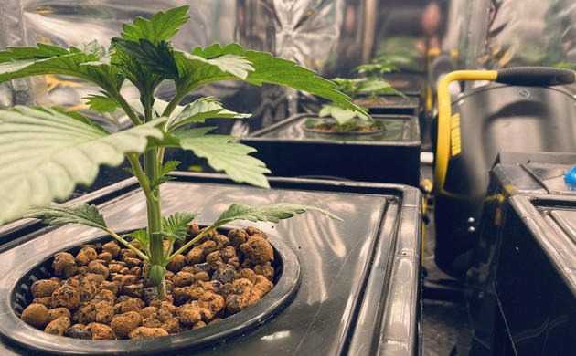 Росток на второй неделе