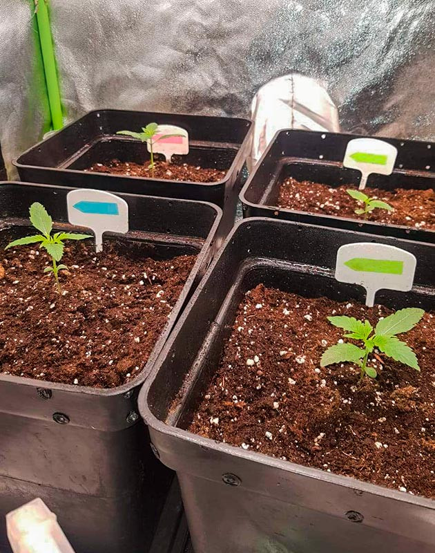 выращивание сорта конопли Skywalker Haze Стимуляция роста куста Skywalker Haze