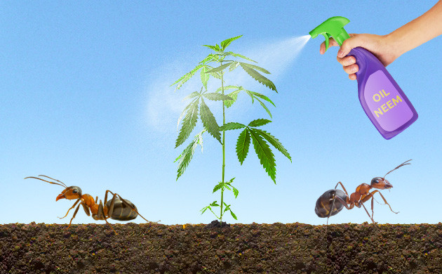 Использование масла ним Опрыскивание куста маслом ним