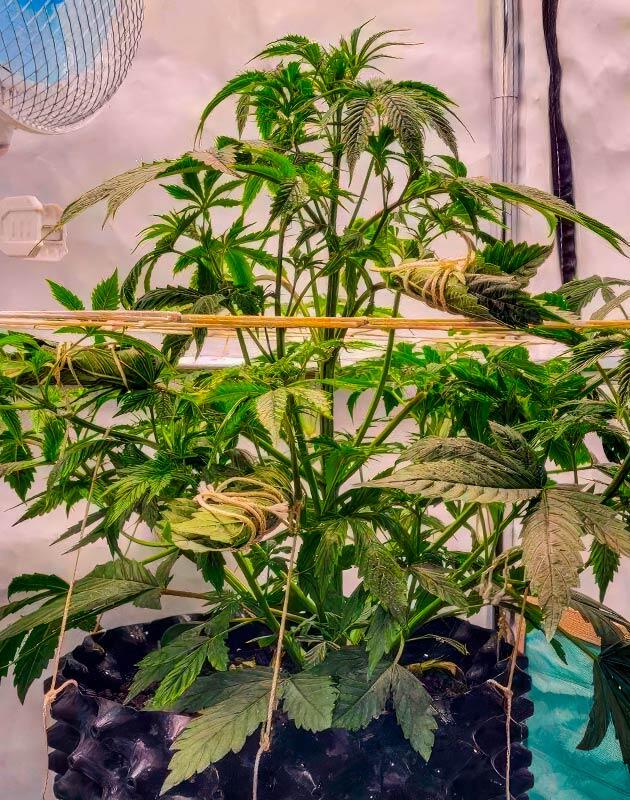 Установка сетки ScrOG и состав удобрений Куст Motor Breath на 4 неделе выращивания