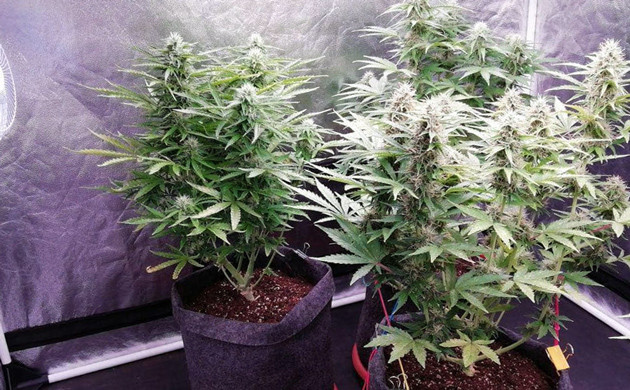 Кусты высотой 70 см