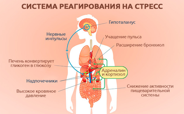 Фобии и сознательные страхи Роль миндалевидного тела в формировании фобий
