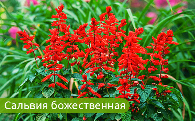 Salvia divinorum: психоактивное растение