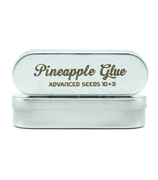 Pineapple Glue fem (Advanced Seeds)