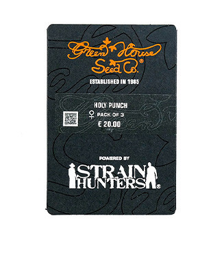 Holy Punch fem (GHS)