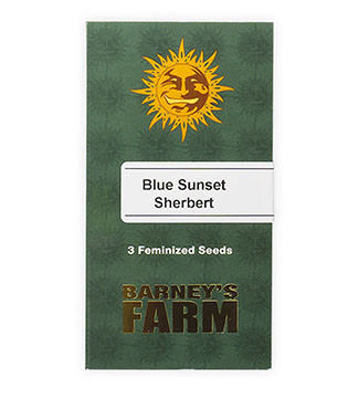 Blue Sunset Sherbert fem (Barney's Farm)