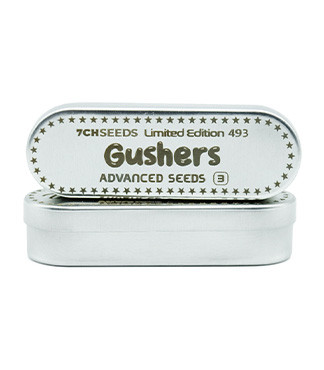 Gushers fem (7CH Seeds & Advanced Seeds)