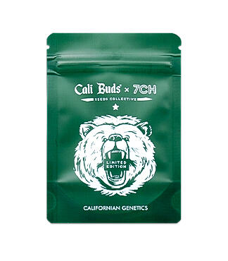 Bruce Banner × Pineapple fem (7CH Seeds & Cali Buds Seeds)