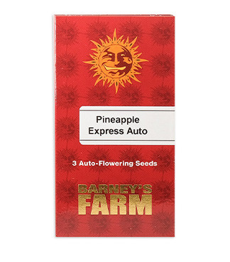 Pineapple Express Auto fem (Barney's Farm)