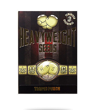 Tropic Punch fem (Heavyweight Seeds)