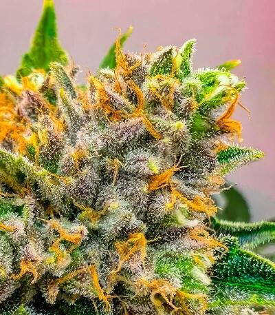 Семена сорта 50 Dragons fem (UKHTA)