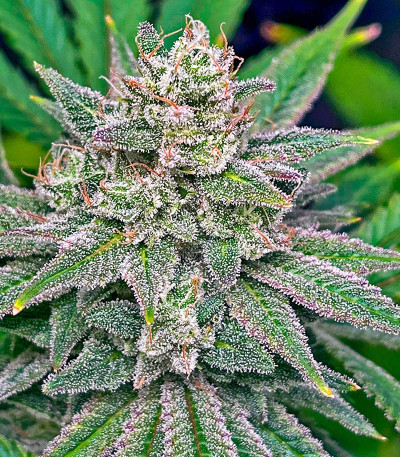 Семена сорта Bruce Banner #3 Auto fem (Herbies Seeds)