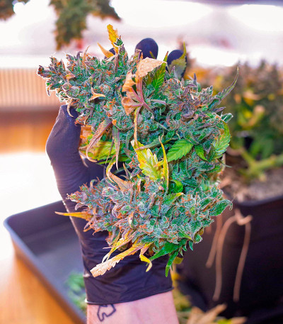 Семена сорта CBD Apple Betty Auto fem (Herbies Seeds)