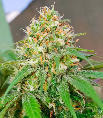 Семена сорта GG-48 fem (Nirvana Seeds)