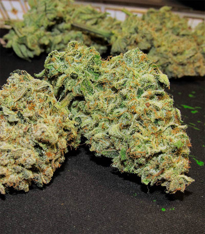 Семена сорта Godzilla Cookies Auto fem (Herbies Seeds)