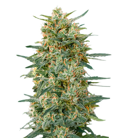 Семена сорта Gorilla Fast Version fem (Семяныч)