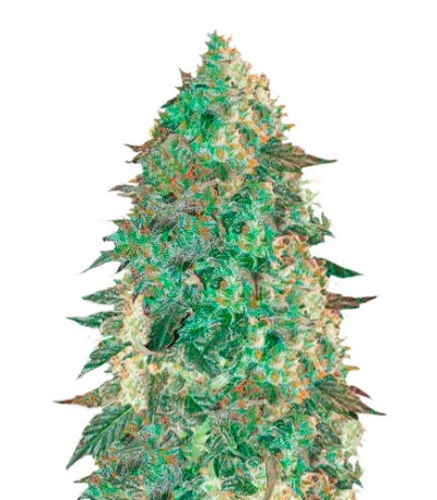 Семена сорта Krippleberry Auto fem (Dr. Krippling Seeds)