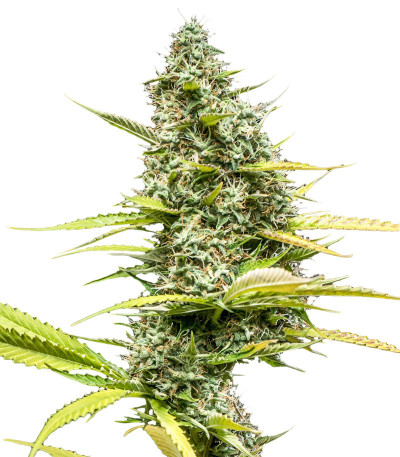 Семена сорта Mimosa Auto fem (Семяныч)