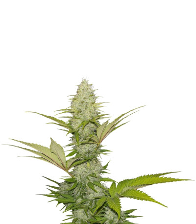 Семена сорта Blue Cheese fem (Royal Queen Seeds)