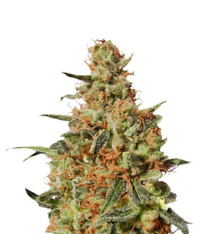 Семена сорта White Domina fem (Kannabia Seed Company)