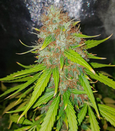 Семена сорта Pharaoh Auto (Auto Tutankhamon) fem (Семяныч)