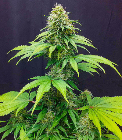 Семена сорта Auto CBG-Force fem (Dutch Passion)