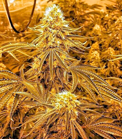 Семена сорта Karibeña (Karibbean Mango) fem