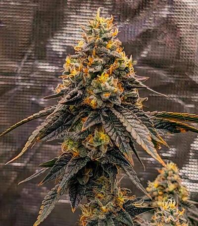 Семена сорта Mandarin Cookies fem (7CH American)