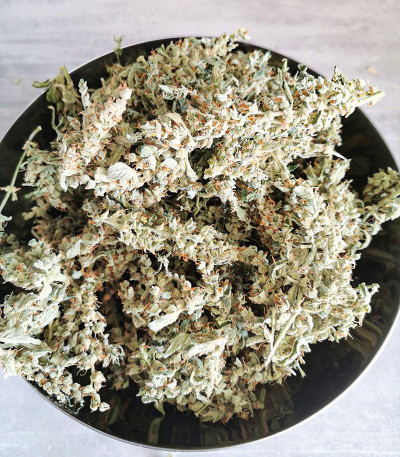 Семена сорта Original Auto Russian fem