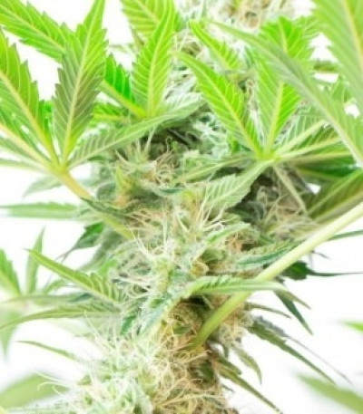 Семена сорта Somango XL fem (Royal Queen Seeds)