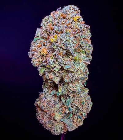 Семена сорта Ultimate Lemon Haze Auto fem (Семяныч)