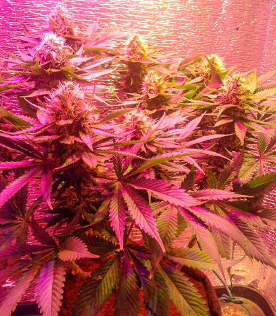 Семена сорта LSD fem (Семяныч)