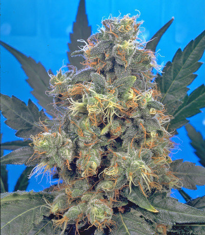 Семена сорта Bubble Gum fem (Serious Seeds)