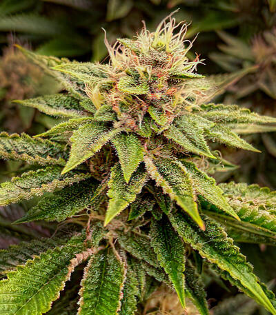 Семена сорта Louis XIII fem (7CH American)