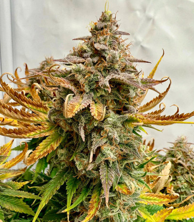 Семена сорта Mint Jelly Auto fem от Humboldt Seed Company