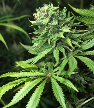 Семена сорта White Rhino fem (Green House Seeds)