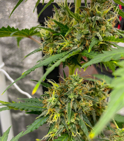 Семена сорта Dos-Vi-Dos Auto fem (Семяныч)