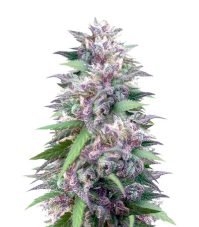 Семена сорта Blue Power fem (Vision Seeds)