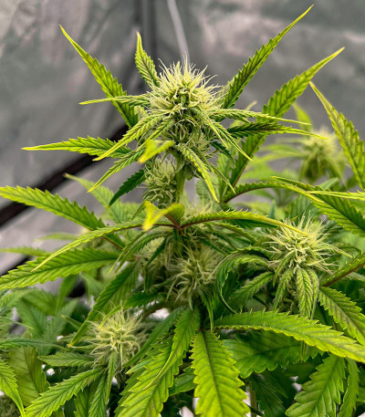 Семена сорта Astral Auto fem (Семяныч)