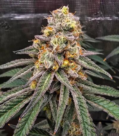 Семена сорта Gator Breath fem (7CH American)