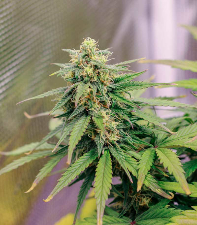 Семена сорта Lemon Zkittle fem (Dutch Passion)