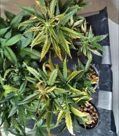 Семена сорта Super Critical fem (Green House Seeds)