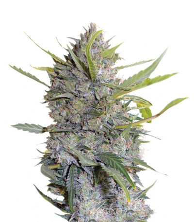 Семена сорта Serious Happiness fem (Serious Seeds)