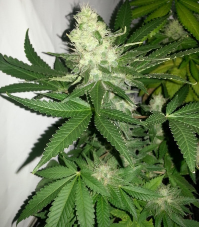 Семена сорта Ice fem (Royal Queen Seeds)